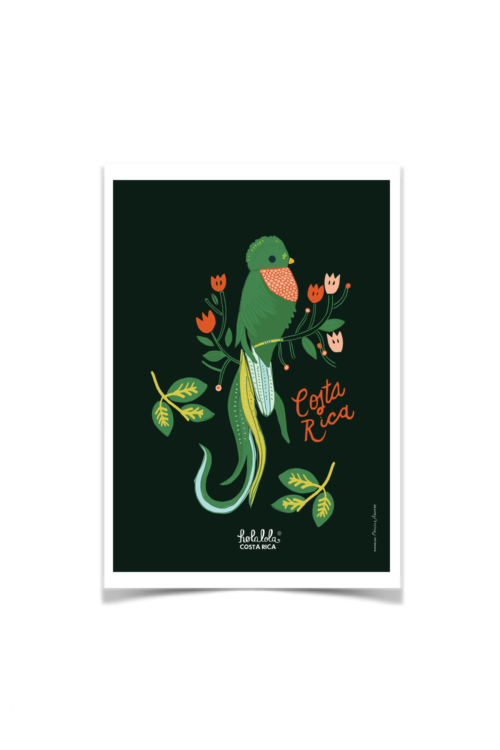 Quetzal Postcard